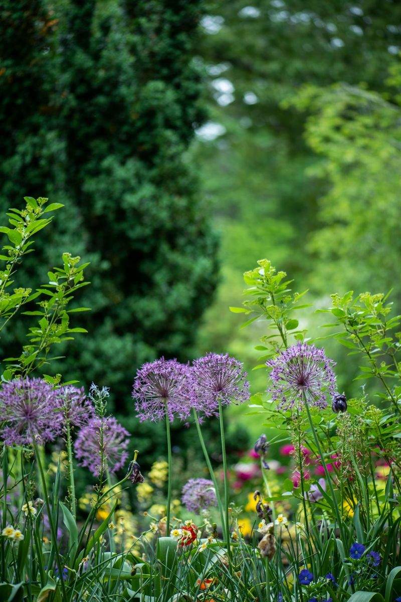 Entretien de jardins et pelouses
